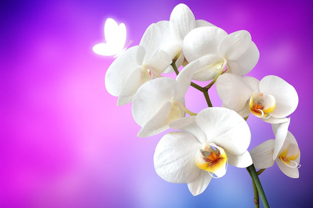 Fotótapéták Flower Power Orchid