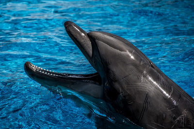 Fotótapéták Friendly dolphin