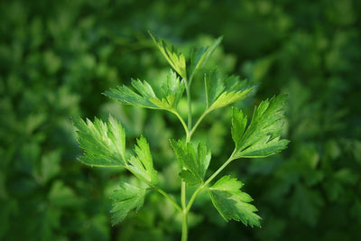 Fotótapéták Fresh parsley