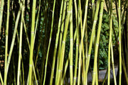 Fotótapéták Fresh bamboo