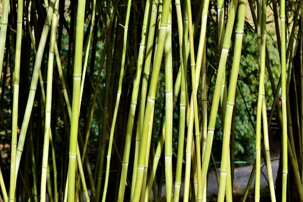 Fotótapéták Fresh bamboo