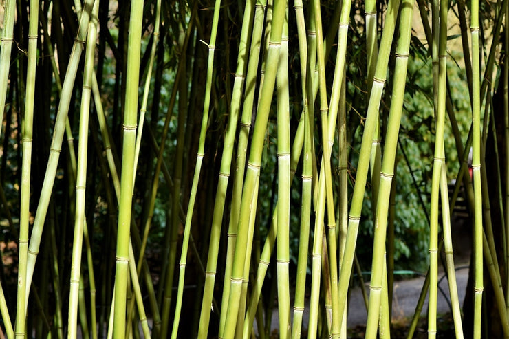 Fotótapéták Fresh bamboo