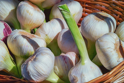 Fotótapéták Fresh garlic