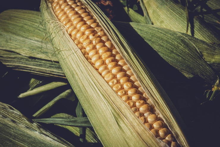 Fotótapéták Fresh sweetcorn