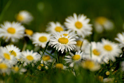 Fotótapéták Daisies XL 2