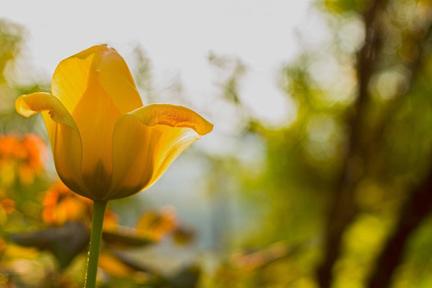 Fotótapéták Yellow tulip in the nature