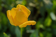 Fotótapéták Yellow tulip XL