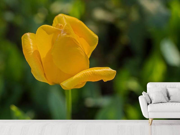 Fotótapéták Yellow tulip XL