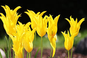 Fotótapéták Yellow tulips in the nature