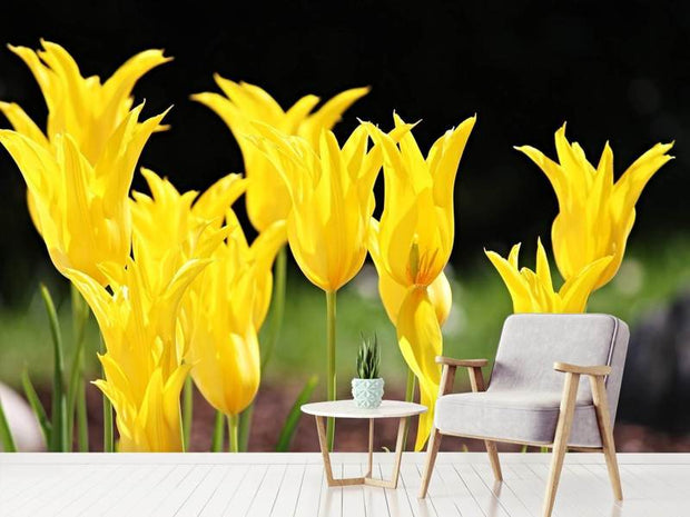 Fotótapéták Yellow tulips in the nature