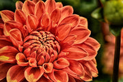 Fotótapéták Painting of a dahlia