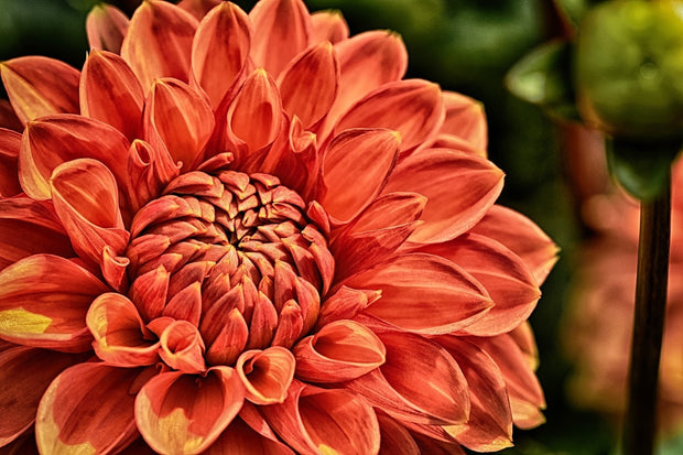 Fotótapéták Painting of a dahlia