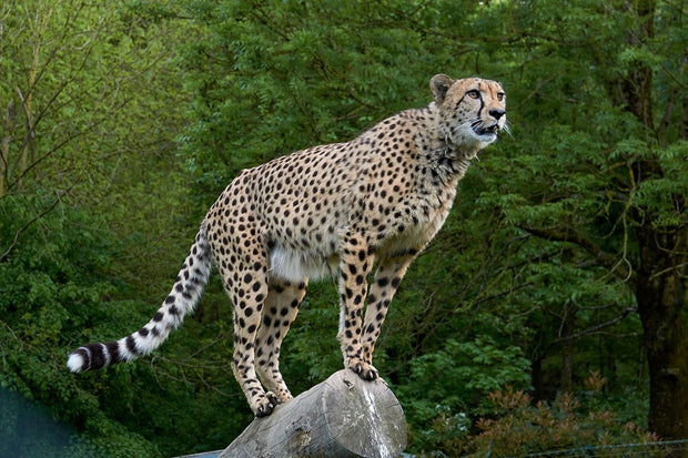 Fotótapéták Cheetah on the go