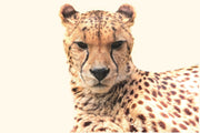Fotótapéták Cheetah in the sun