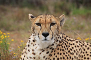 Fotótapéták Cheetah XL