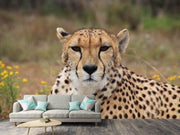 Fotótapéták Cheetah XL