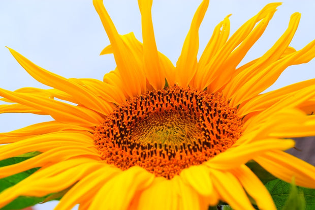 Fotótapéták Big sunflower