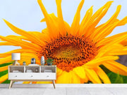 Fotótapéták Big sunflower