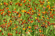 Fotótapéták hawkweeds