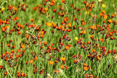 Fotótapéták hawkweeds