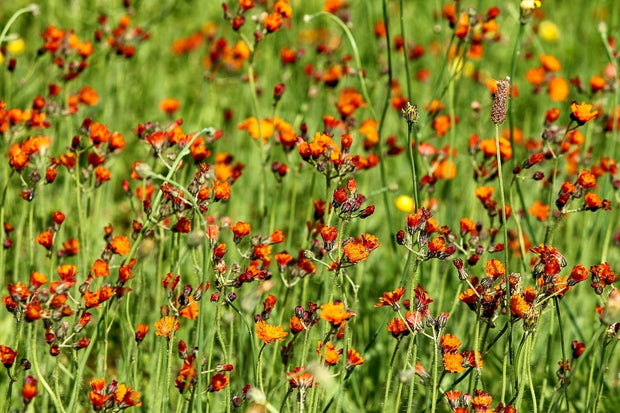 Fotótapéták hawkweeds