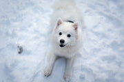 Fotótapéták Dogs joy in the snow