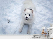 Fotótapéták Dogs joy in the snow