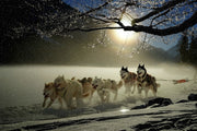 Fotótapéták huskies