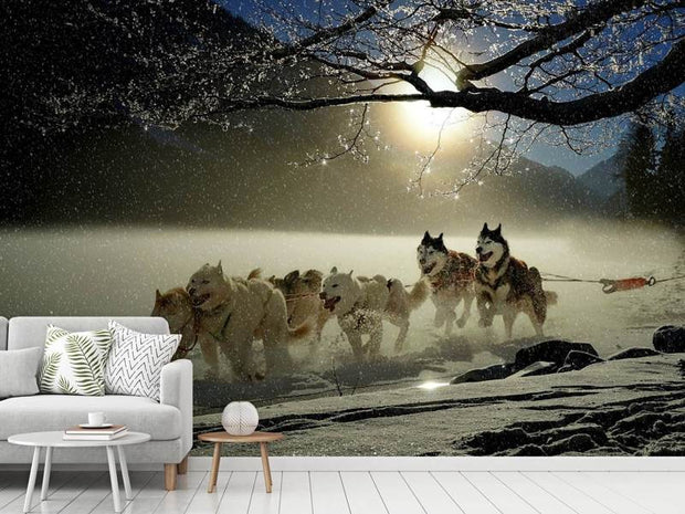 Fotótapéták huskies