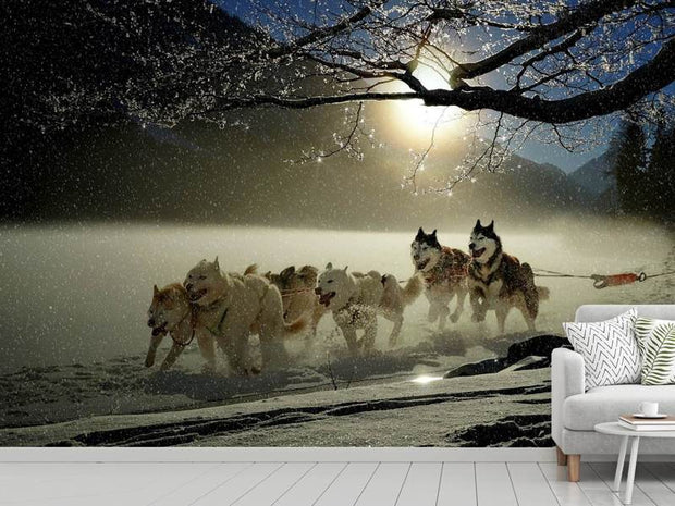 Fotótapéták huskies