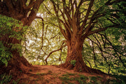 Fotótapéták In the dense forest