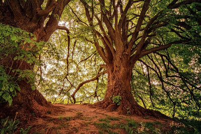 Fotótapéták In the dense forest