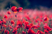 Fotótapéták In the poppy field