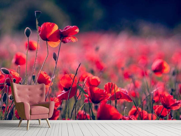 Fotótapéták In the poppy field