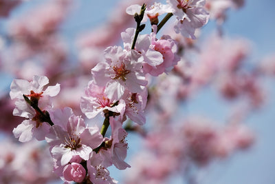 Fotótapéták Japanese cherry tree close up