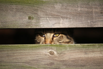 Fotótapéták Cat in hiding