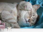 Fotótapéták Cats mom with baby