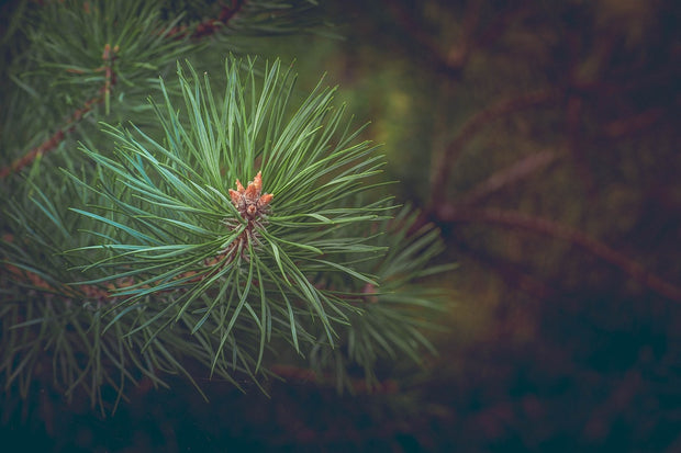 Fotótapéták Pine tree close up