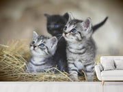 Fotótapéták Kitten trio