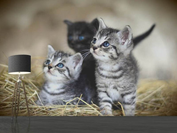 Fotótapéták Kitten trio