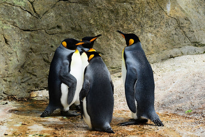 Fotótapéták King penguins