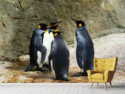 Fotótapéták King penguins