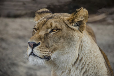 Fotótapéták Head of a lioness