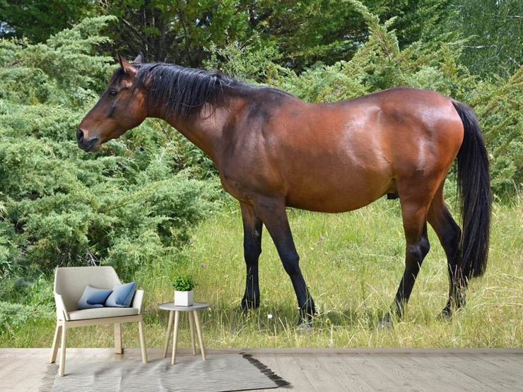 Fotótapéták Strong horse