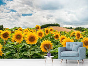 Fotótapéták Landscape with sunflowers