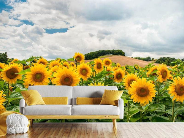 Fotótapéták Landscape with sunflowers