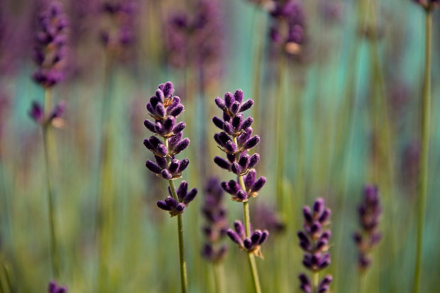 Fotótapéták Lavender in XL