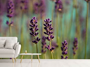 Fotótapéták Lavender in XL