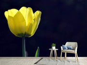 Fotótapéták Glowing tulip