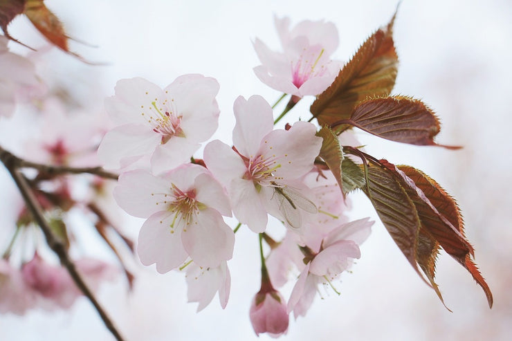 Fotótapéták Lovely Japanese cherry